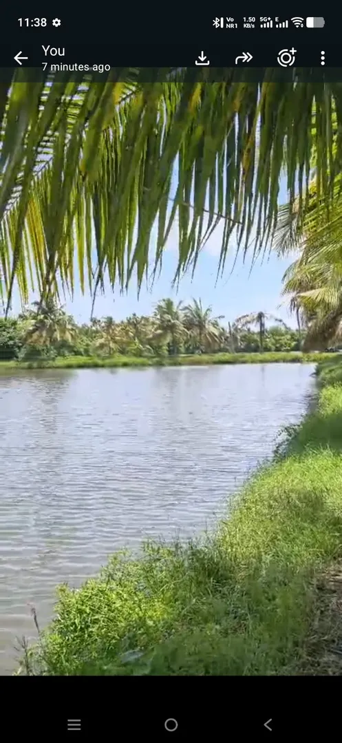 Shrimp Farm Visit 3