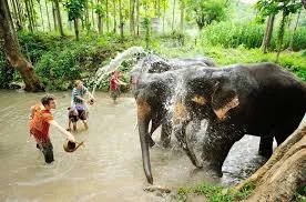 Elephant Camp Experience