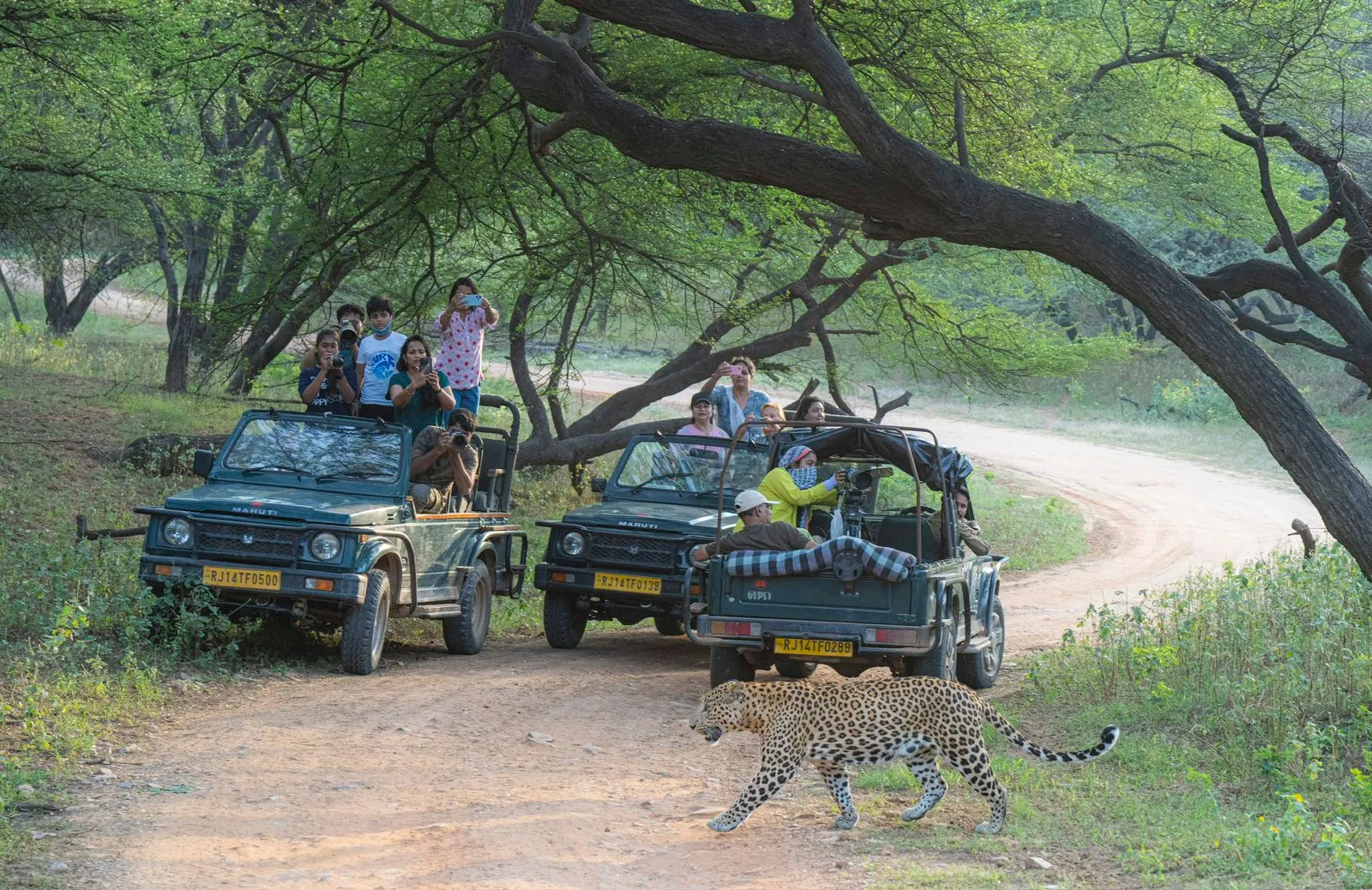 Perwa Rajasthan Beyond the Fort Walls — Rajasthan’s Wild Soul - Package Details | Nexgo AI